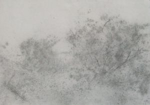 Dvě křoví, 2009, uhel na papíře, 29,7x42cm